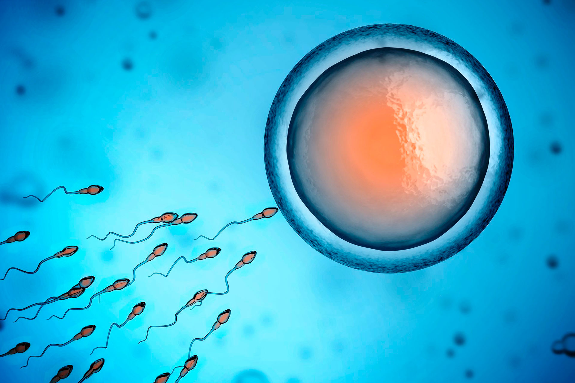 La electroacupuntura incrementa la tasa de fertilidad y el número de ovocitos maduros en los procesos de fecundación in vitro