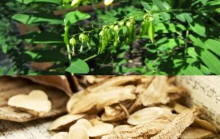 Astrágalo, la planta medicinal de la energía y la longevidad